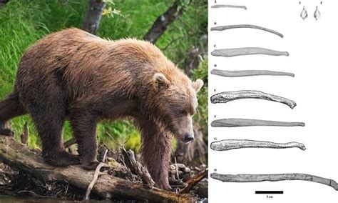 bear penis|Size Mattered to Ancient Bear, Penis Bones Suggest .